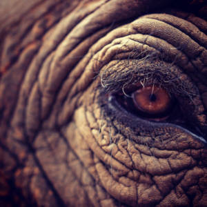 Elefantenauge Uganda Foto Pixabay